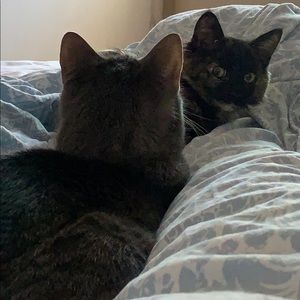 Posh Ambassador Malissa